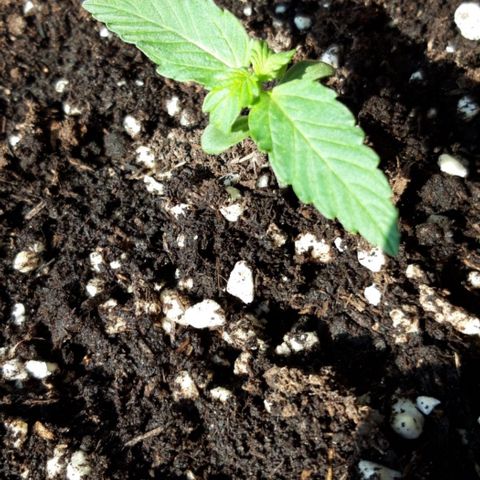 Critical Kush (Sanaleo) growlog photo: 9Uhr auf der Fensterbank