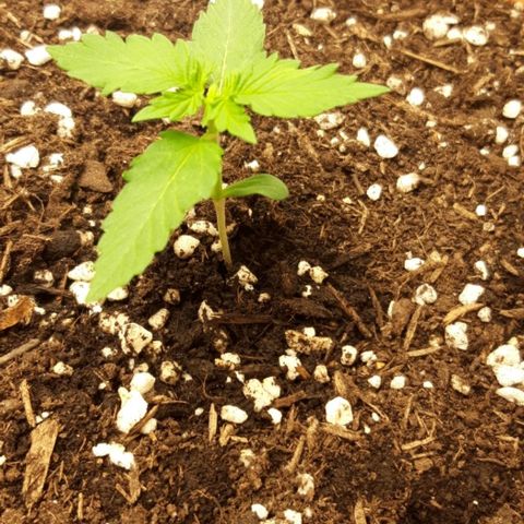 Critical Kush (Sanaleo) growlog photo: 15.20Uhr unterm Licht