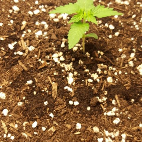 Critical Kush (Sanaleo) growlog photo: 23.30Uhr unterm Licht