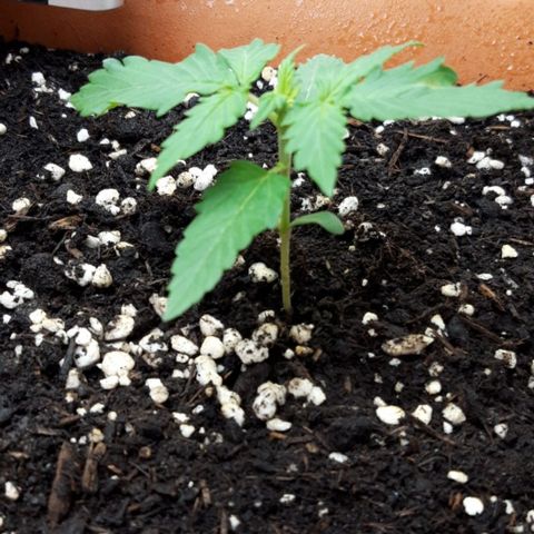 Critical Kush (Sanaleo) growlog photo: 12.45Uhr im Schränkel. Sie fängt an zu riechen =)