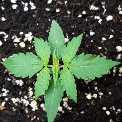 Critical Kush (Sanaleo) growlog photo: 12.45Uhr im Schränkel. Sie fängt an zu riechen =)
