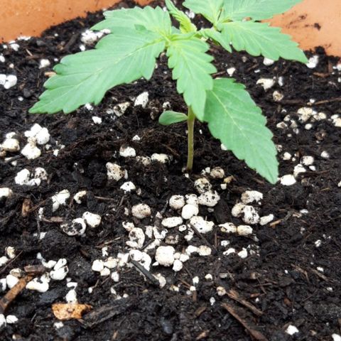 Critical Kush (Sanaleo) growlog photo: 12.45Uhr im Schränkel. Sie fängt an zu riechen =)