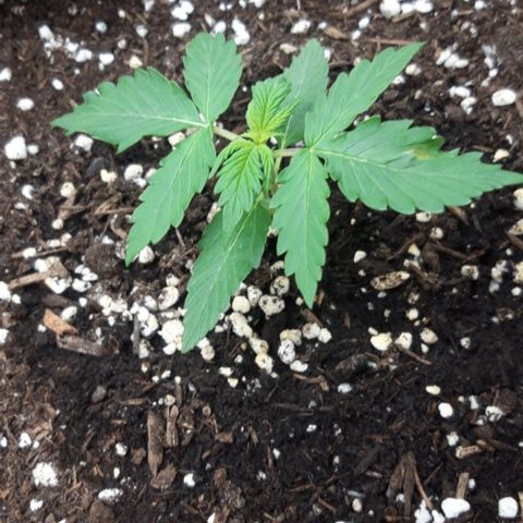 Critical Kush (Sanaleo) growlog photo: 11.55Uhr im Schränkel. Heute Kalt-Weisses Licht