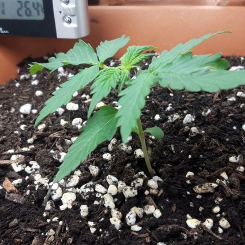 Critical Kush (Sanaleo) growlog photo: 11.55Uhr im Schränkel. Heute Kalt-Weisses Licht