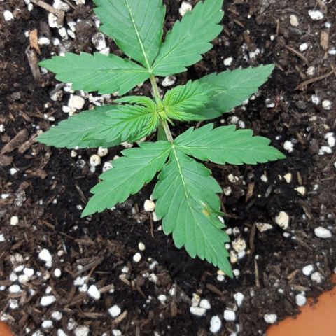 Critical Kush (Sanaleo) growlog photo: 17Uhr im chränkel. Alles noch okay. Ihr gehts gut