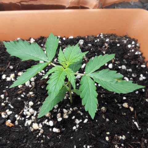 Critical Kush (Sanaleo) growlog photo: 13.50Uhr wieder im Schränkel, nach etwa 4std an der Festerbanksonne. Sie zeigt es gleich mit einem angenehmen Duft :D