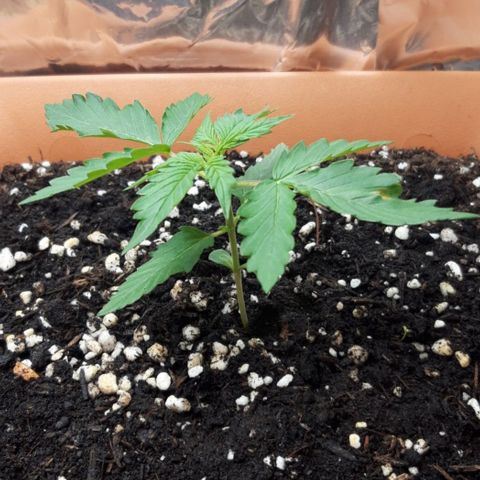 Critical Kush (Sanaleo) growlog photo: 13.50Uhr wieder im Schränkel, nach etwa 4std an der Festerbanksonne. Sie zeigt es gleich mit einem angenehmen Duft :D