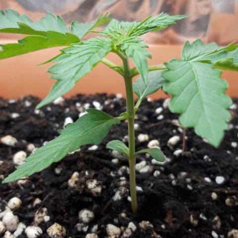 Critical Kush (Sanaleo) growlog photo: 13.50Uhr wieder im Schränkel, nach etwa 4std an der Festerbanksonne. Sie zeigt es gleich mit einem angenehmen Duft :D