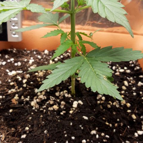 Critical Kush (Sanaleo) growlog photo: 13.15Uhr 