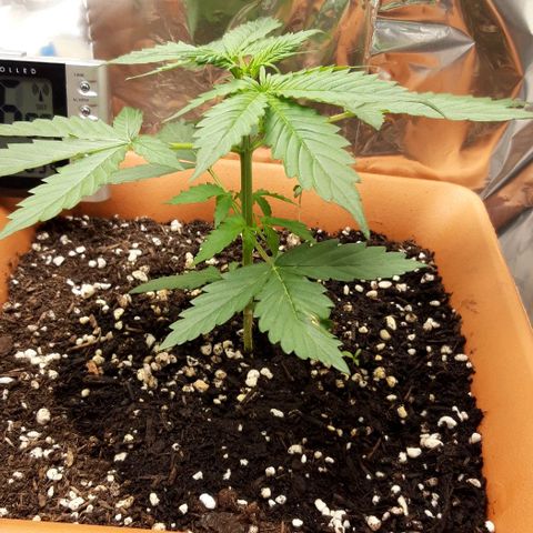 Critical Kush (Sanaleo) growlog photo: 13.15Uhr 
