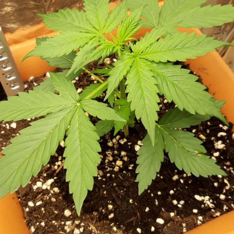 Critical Kush (Sanaleo) growlog photo: 13.15Uhr 