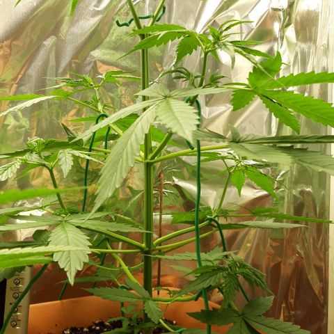 Critical Kush (Sanaleo) growlog timeline photo