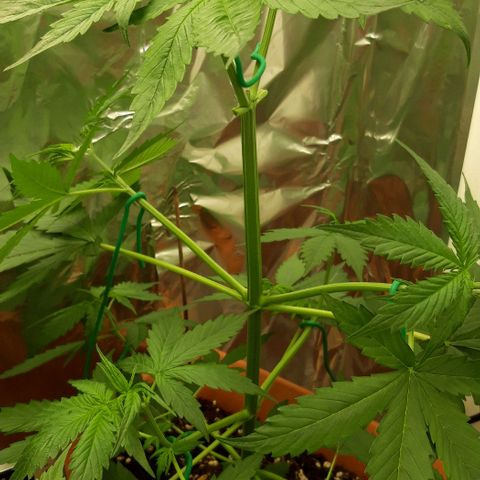 Critical Kush (Sanaleo) growlog timeline photo