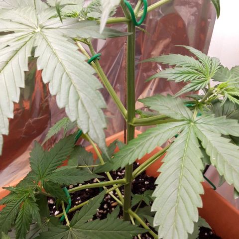 Critical Kush (Sanaleo) growlog timeline photo