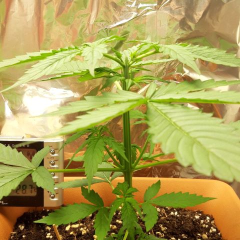 Critical Kush (Sanaleo) growlog timeline photo