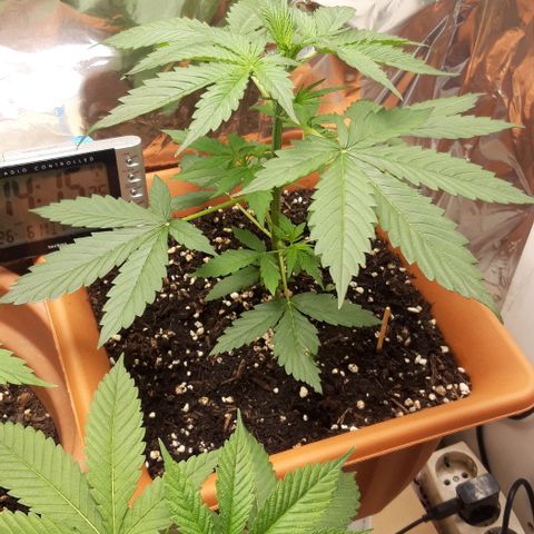 Critical Kush (Sanaleo) growlog timeline photo