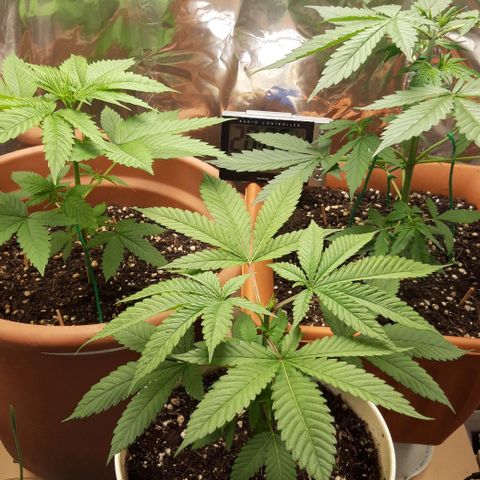 Critical Kush (Sanaleo) growlog photo: LST rechte Pflanze 