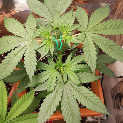 Critical Kush (Sanaleo) growlog photo: Low Stress oben am Topping beginnt