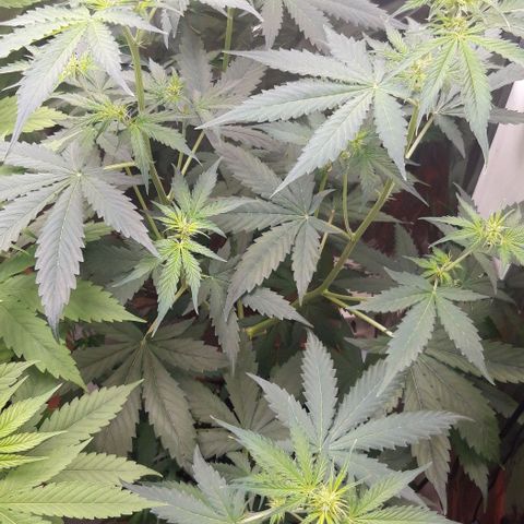 Critical Kush (Sanaleo) growlog photo: 10Uhr 70cm