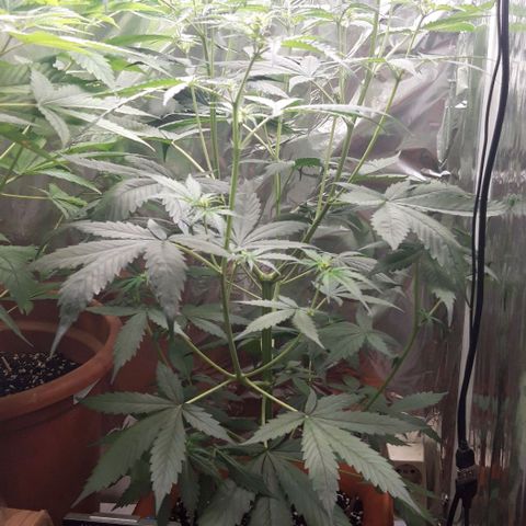 Critical Kush (Sanaleo) growlog photo: 10Uhr 70cm