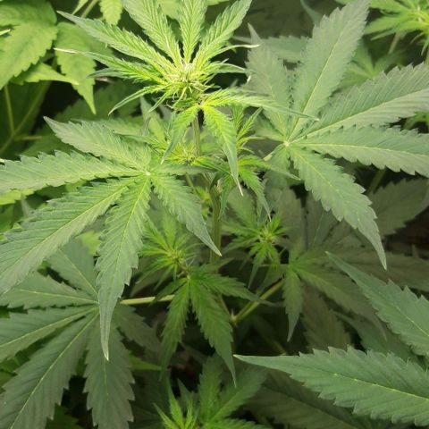 Critical Kush (Sanaleo) growlog photo: 10Uhr 70cm