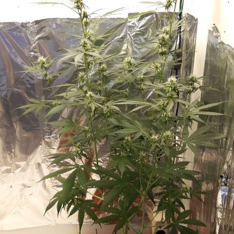 Critical Kush (Sanaleo) growlog photo: Die letzten 2Wochen zusammengefasst 