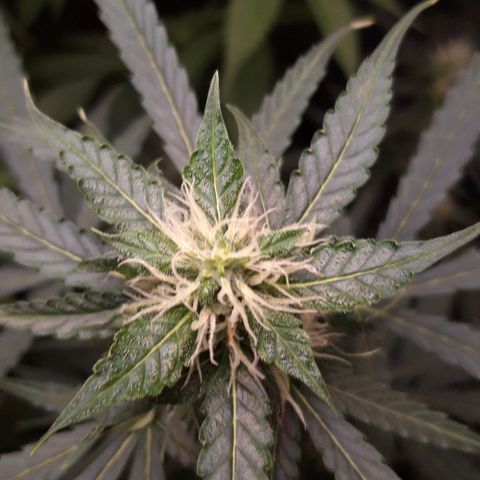 Critical Kush (Sanaleo) growlog photo: Die letzten 2Wochen zusammengefasst 