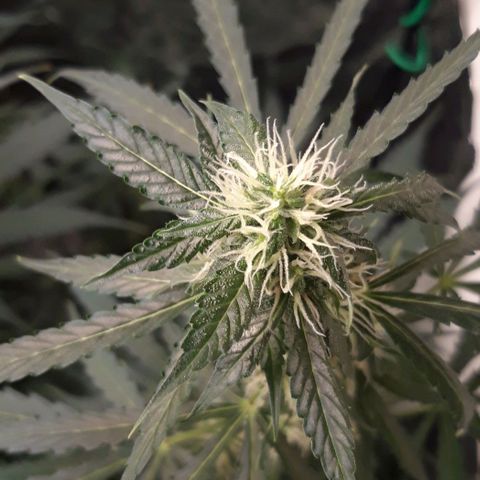 Critical Kush (Sanaleo) growlog photo: Die letzten 2Wochen zusammengefasst 