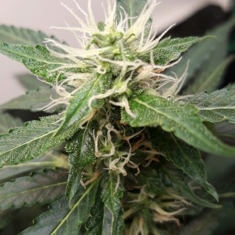 Critical Kush (Sanaleo) growlog photo: Die letzten 2Wochen zusammengefasst 