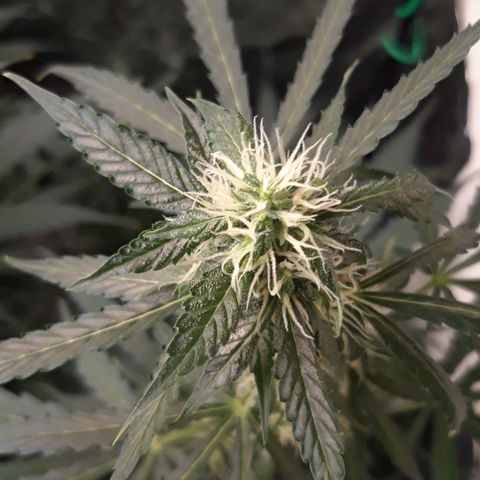 Critical Kush (Sanaleo) growlog photo: Die letzten 2Wochen zusammengefasst 