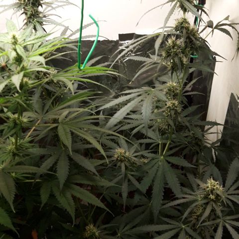 Critical Kush (Sanaleo) growlog timeline photo