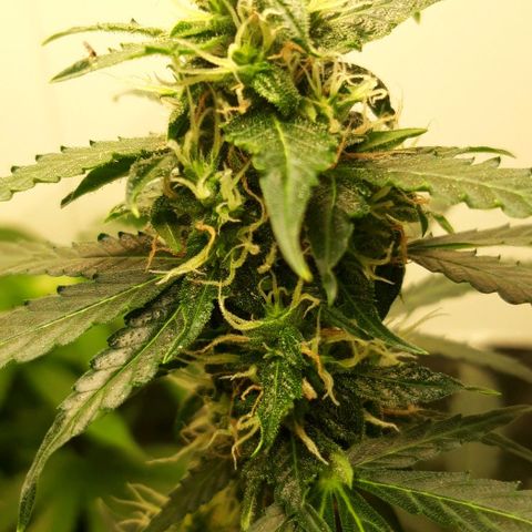 Critical Kush (Sanaleo) growlog timeline photo