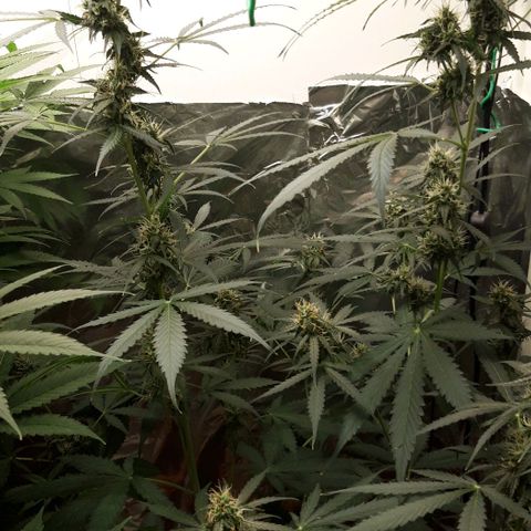 Critical Kush (Sanaleo) growlog timeline photo