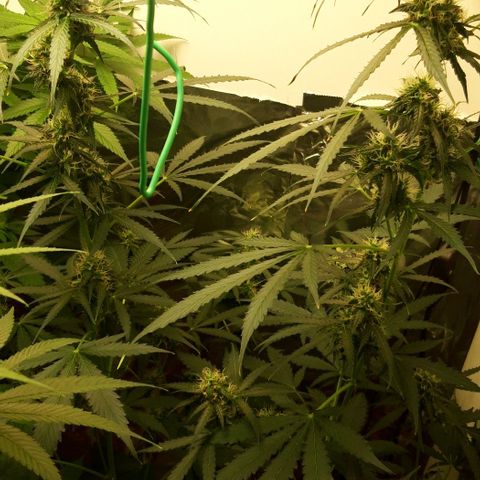Critical Kush (Sanaleo) growlog timeline photo