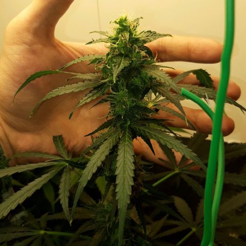 Critical Kush (Sanaleo) growlog timeline photo