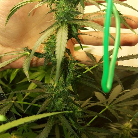 Critical Kush (Sanaleo) growlog timeline photo
