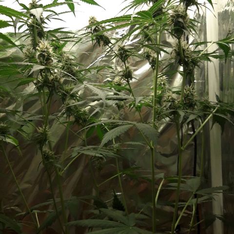 Critical Kush (Sanaleo) growlog timeline photo