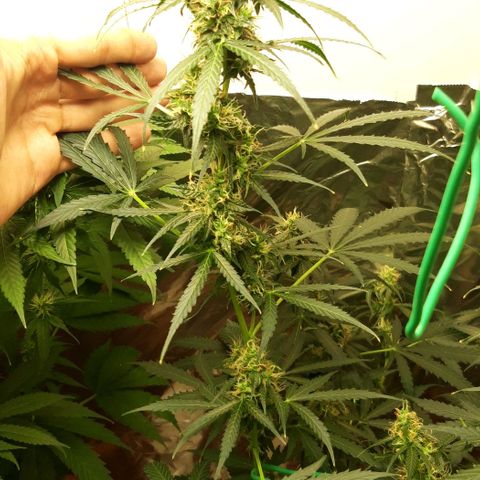 Critical Kush (Sanaleo) growlog timeline photo