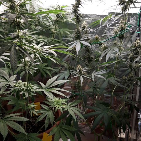 Critical Kush (Sanaleo) growlog timeline photo