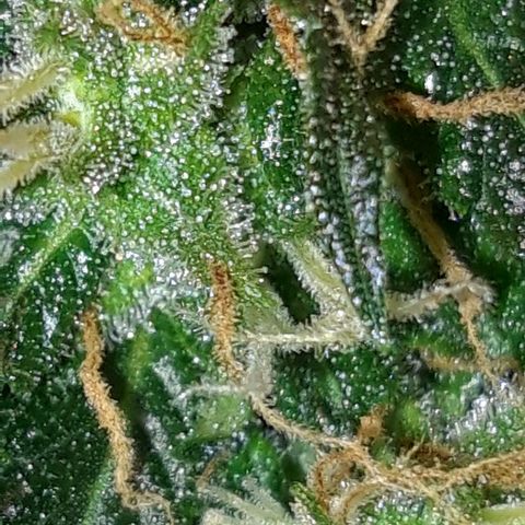 Critical Kush (Sanaleo) growlog timeline photo