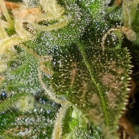 Critical Kush (Sanaleo) growlog timeline photo