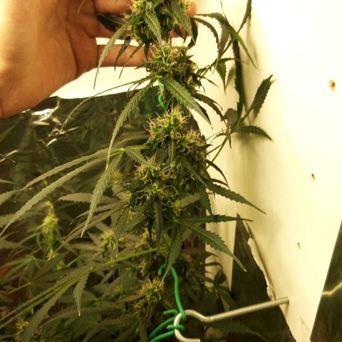 Critical Kush (Sanaleo) growlog timeline photo