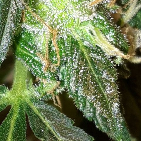 Critical Kush (Sanaleo) growlog timeline photo