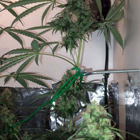 Critical Kush (Sanaleo) growlog timeline photo