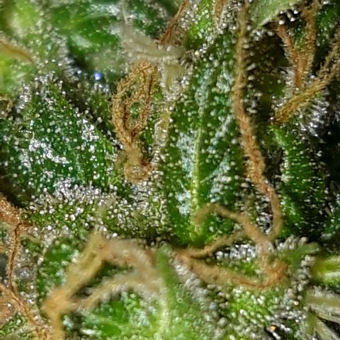 Critical Kush (Sanaleo) growlog timeline photo