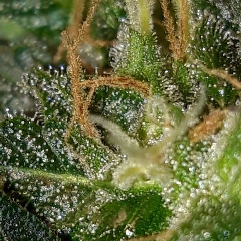 Critical Kush (Sanaleo) growlog timeline photo
