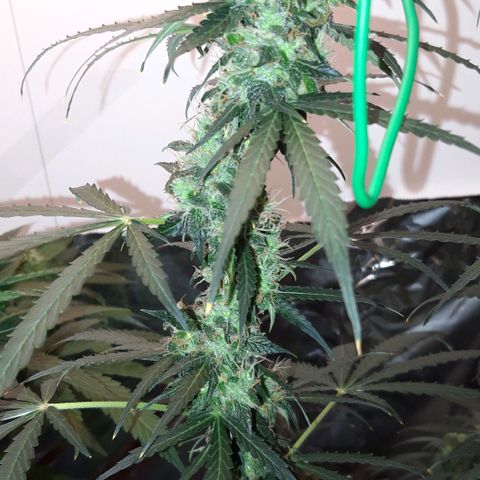 Critical Kush (Sanaleo) growlog timeline photo