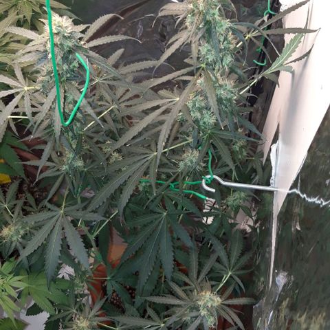 Critical Kush (Sanaleo) growlog timeline photo