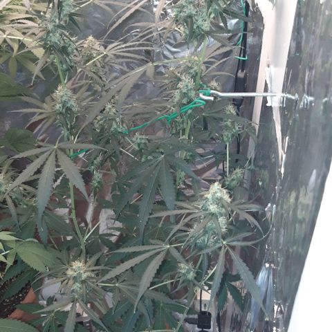 Critical Kush (Sanaleo) growlog timeline photo