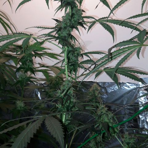 Critical Kush (Sanaleo) growlog timeline photo